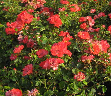 Rosa Coral Drift