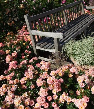 Rosa Peach Drift (@ NYBG)