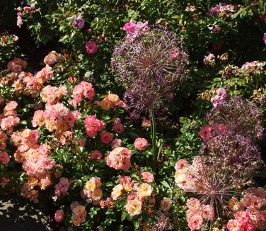 Rosa Peach Drift (@ NYBG)