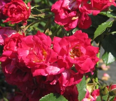 Rosa Red Drift®