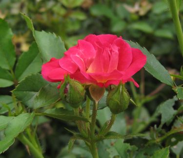 Rosa Red Drift® 