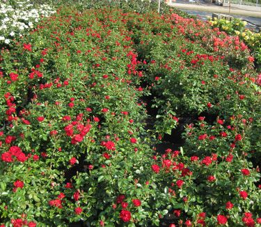 Rosa Red Drift® 