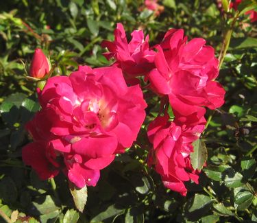 Rosa Red Drift® (In Nov)