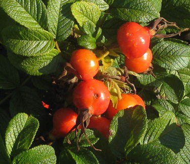 Rosa rugosa Snow Pavement (Rose hips)