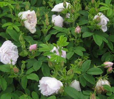 Rosa x rugosa Snow Pavement