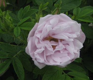 Rosa x rugosa Snow Pavement