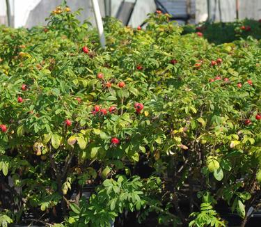 Rosa x rugosa Snow Pavement 