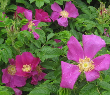 Rosa rugosa 