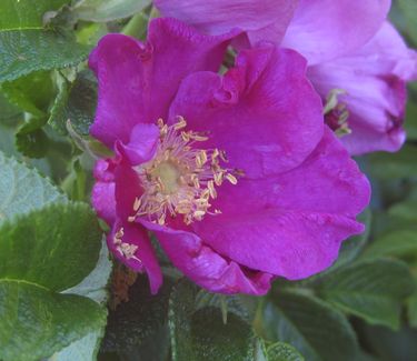 Rosa rugosa