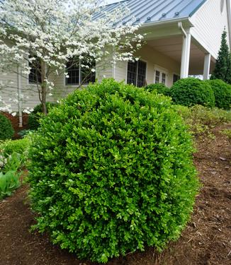 Buxus microphylla var. japonica 'Jim Stauffer' - (Photo Saunders Brothers, Inc.)