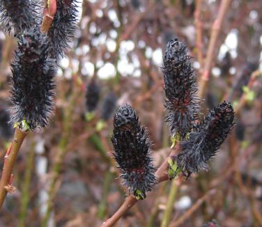 Salix melanostachys - Black Pussy Willow