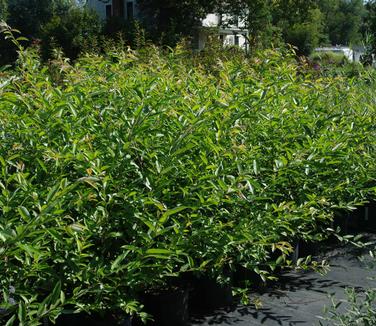 Salix melanostachys 