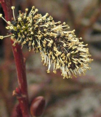 Salix melanostachys