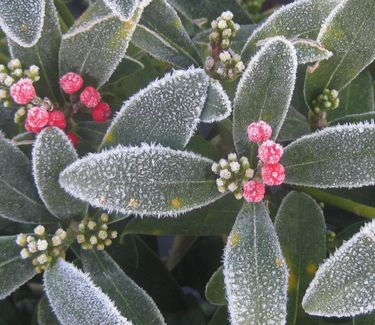 Skimmia japonica 'Female' (w/ frost)