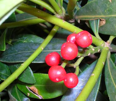 Skimmia japonica 'Female'