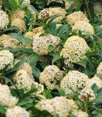 Skimmia japonica Male - Male Skimmia 