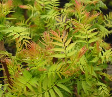 Sorbaria sorbifolia Sem