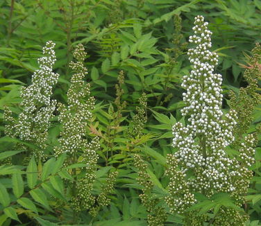 Sorbaria sorbifolia Sem 