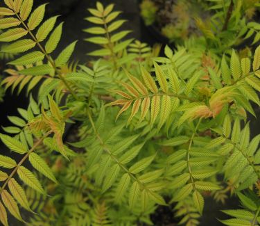 Sorbaria sorbifolia 'Sem' 