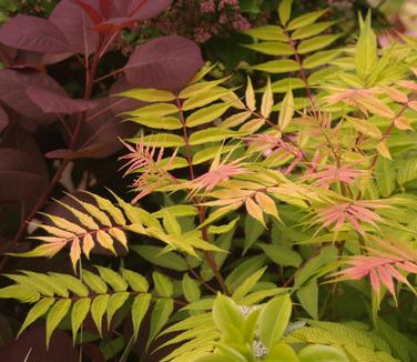 Sorbaria sorbifolia Sem