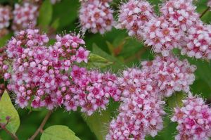 Spiraea japonica 'Gold Mound' 