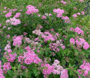 Spiraea japonica Little Princess - Spirea 