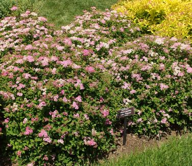 Spiraea japonica Little Princess (@ NYBG)