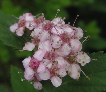 Spiraea japonica 'Little Princess' - Spirea 