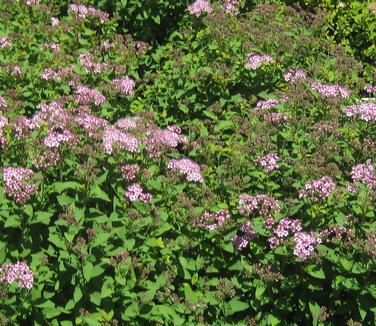 Spiraea japonica Little Princess - Spirea 