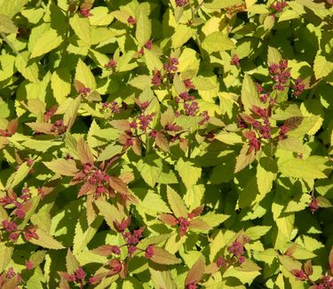 Spiraea japonica Magic Carpet™