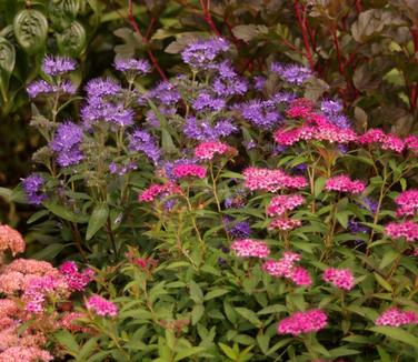 Spiraea japonica 'Neon Flash'