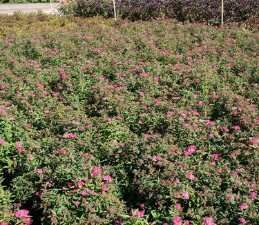 Spiraea japonica Neon Flash