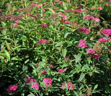 Spiraea japonica Neon Flash