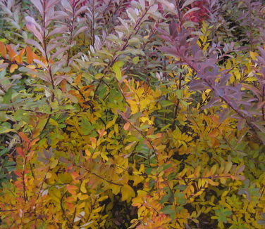 Spiraea nipponica Snowmound (fall color)