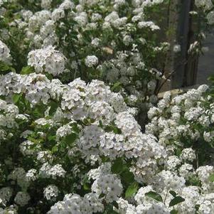 Spiraea x vanhouttei