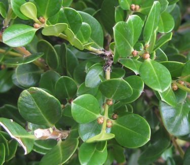 Buxus microphylla var. koreana 'Winter Gem' - Littleleaf Boxwood 