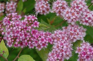 Spiraea japonica Gold Mound