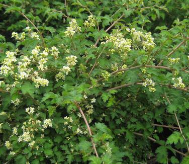 Stephanandra incisa Crispa - Cutleaf Stephanandra