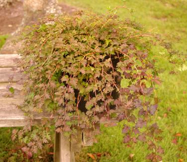 Stephanandra incisa Crispa (fall color)