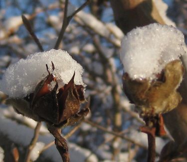 Stewartia koreana (pods)