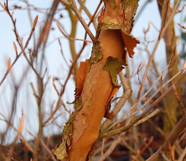 Stewartia koreana (Bark)