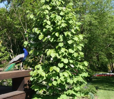 Styrax obassia - Fragrant Snowbell