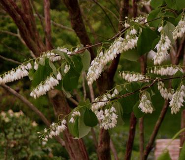 Styrax obassia