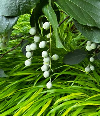 Styrax obassia