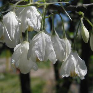 Halesia diptera var. magniflora 