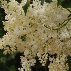 Syringa reticulata Ivory Silk