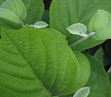 Styrax obassia - Fragrant Snowbell 