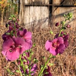 Verbascum x Plum Smokey