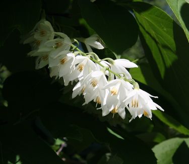 Styrax obassia - Fragrant Snowbell