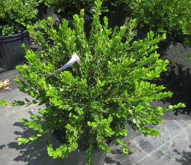 Buxus microphylla var. koreana 'Wintergreen'